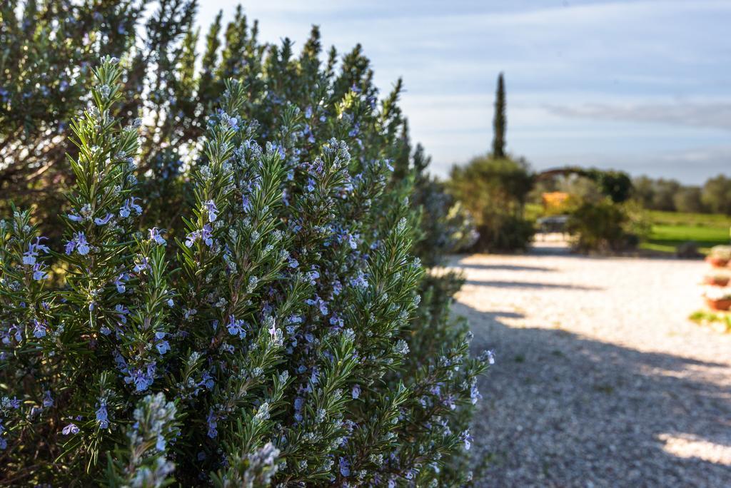 Agriturismo Il Macchione Pienza Exterior foto